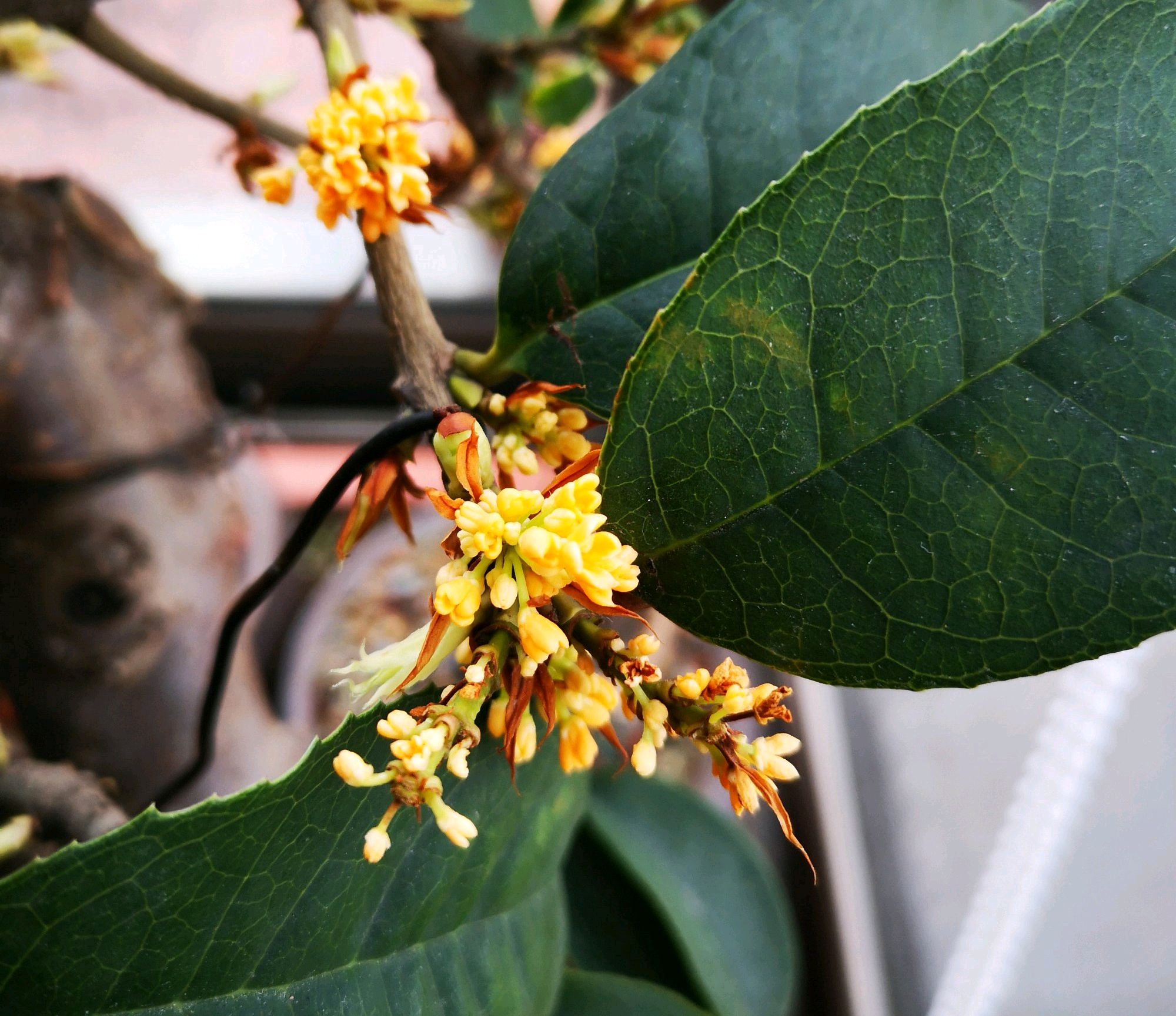 换头靠接的天香台阁桂花开裂了影响存活吗?动个小手术,完美愈合