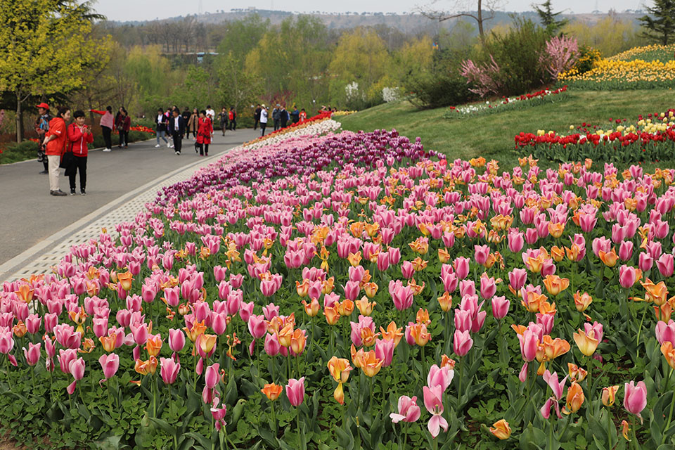 大连英歌石植物园赏花美拍正当时,莫负好时光!
