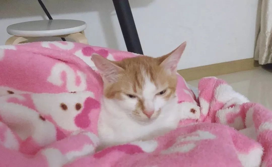 如何预防猫咪最可怕的疾病之一——猫传腹