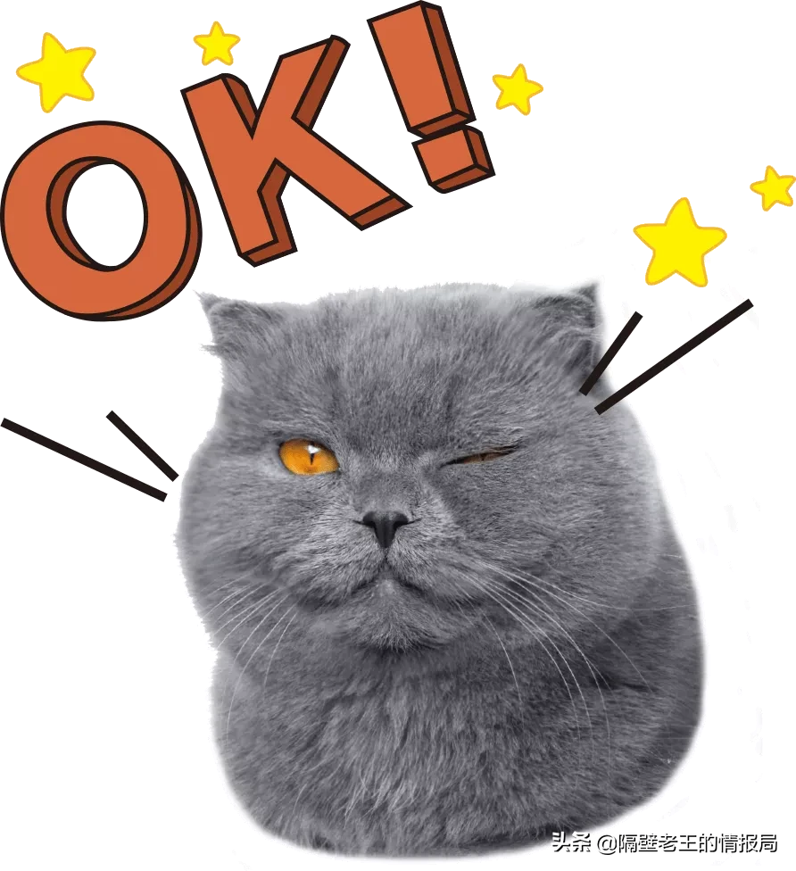 隔壁老王的猫咪情报|关于猫咪生产你知多少?不要再手足无措了