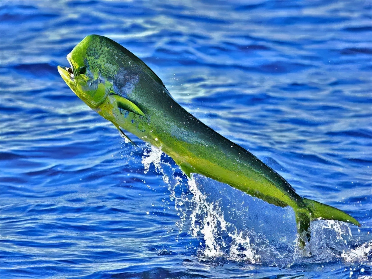 鲯鳅鱼海洋鱼类中的跳高冠军