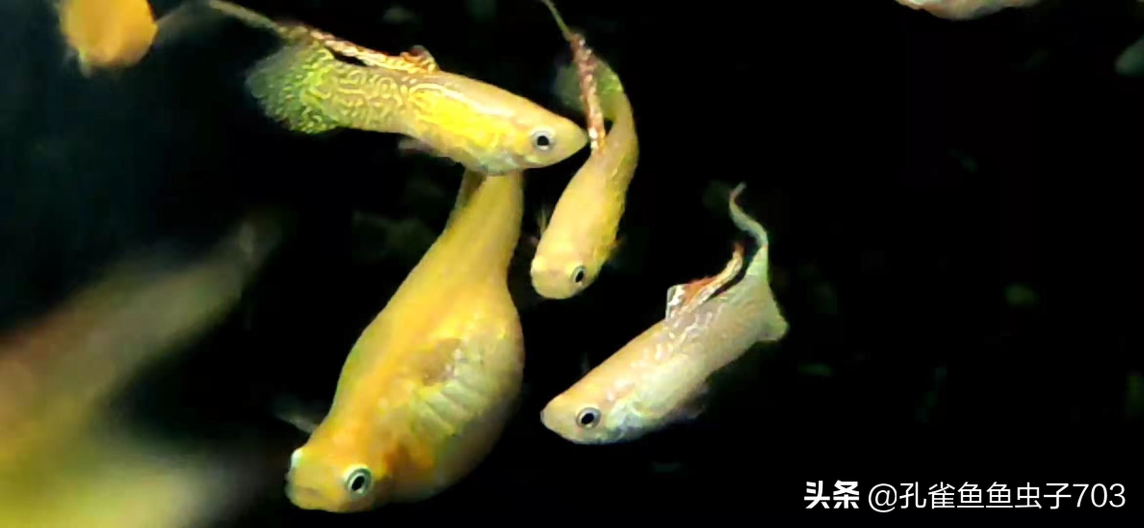 孔雀鱼多久繁殖一次时间规律及水温详解