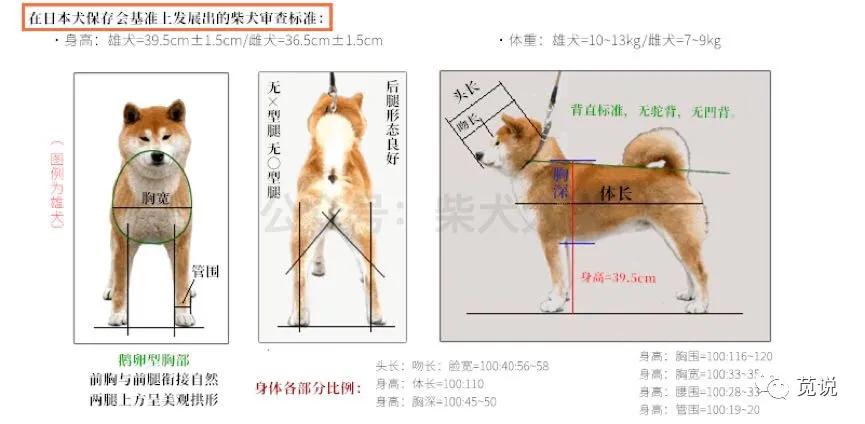柴犬 彼特 天天看点