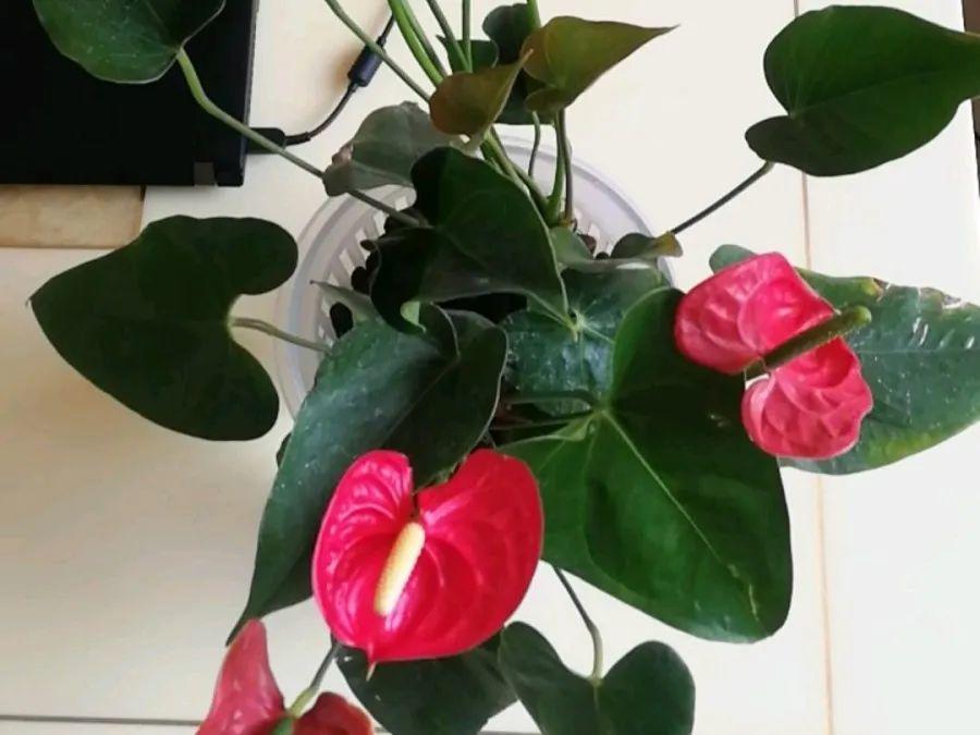 养不活的花,丢水里、干净卫生,3天冒新芽