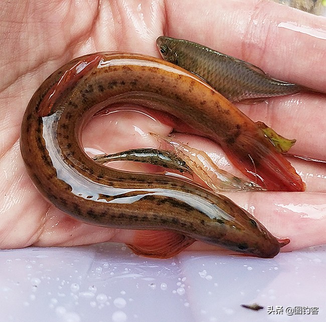 热带四文鱼怎么养长得好「专业回答」 -骁龙网