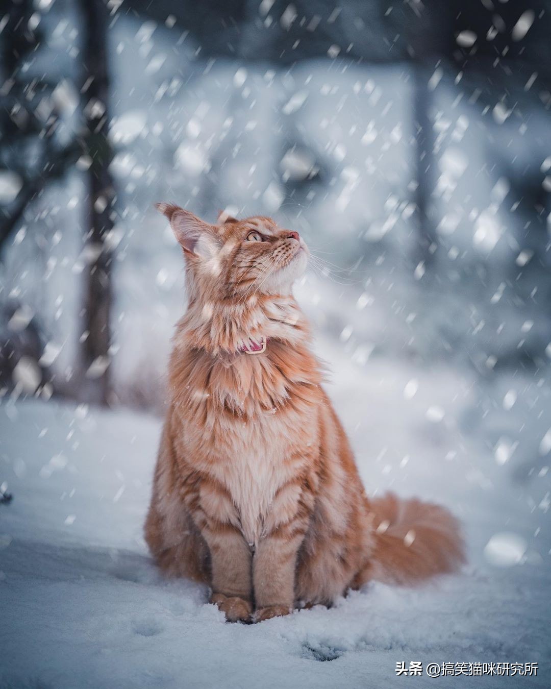 如果有一只猫咪又大又温柔,又飒又威猛,别怀疑,它就是缅因猫!