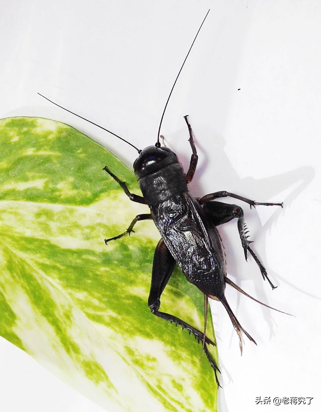 冬天到鸣虫叫,老蒋玩虫记之油葫芦(三):怎样饲养