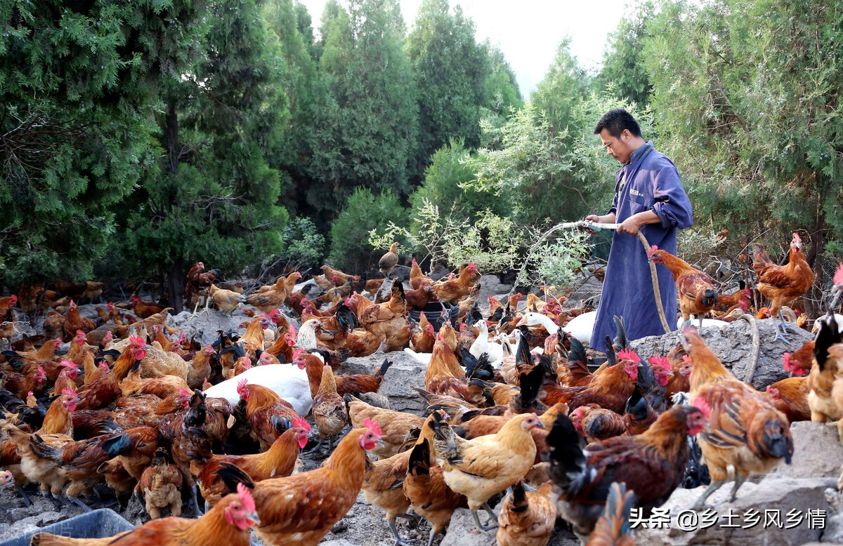 养鸡成本与利润计算方法详解