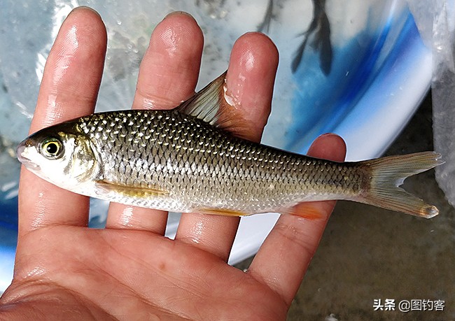 热带四文鱼怎么养长得好「专业回答」 -骁龙网