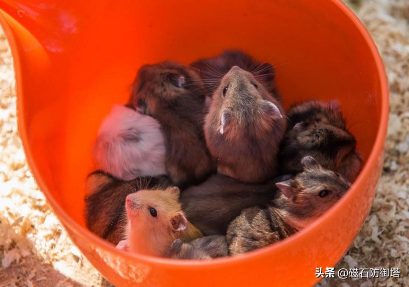 萌萌小仓鼠：如何饲养“网红表情包”