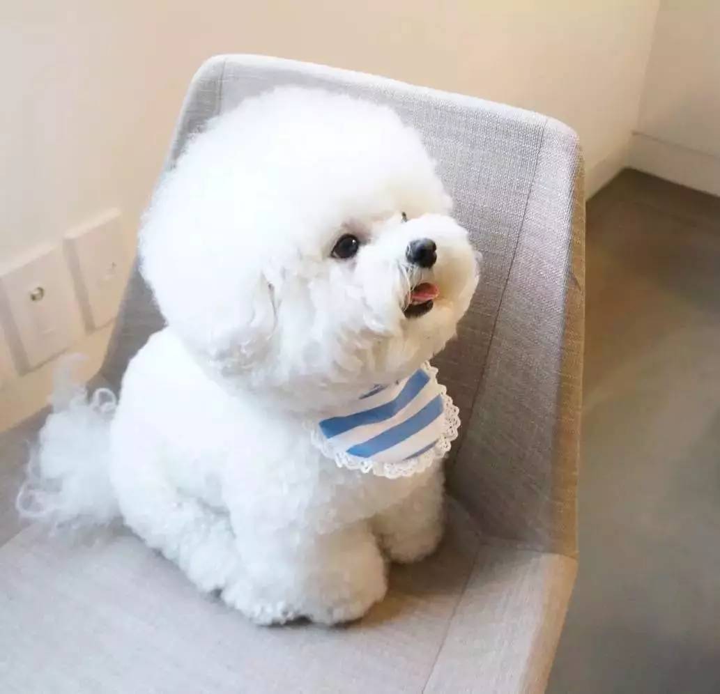 比熊价格:200~300,它们喜欢参与你所作的任何事情,但通常只是静静地