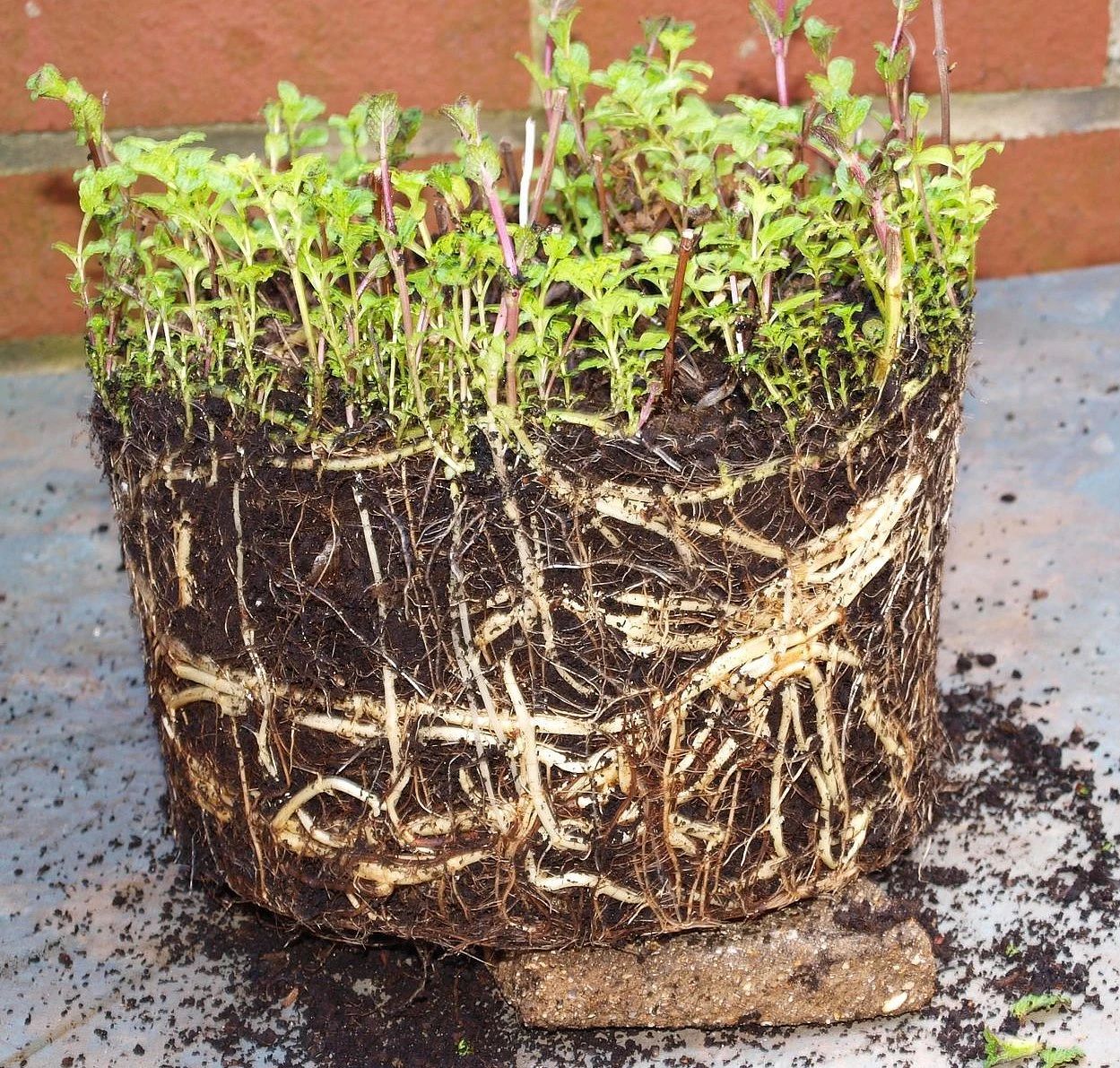 薄荷盆栽在家里养不好,为什么别人家的就随便长,这是啥情况?