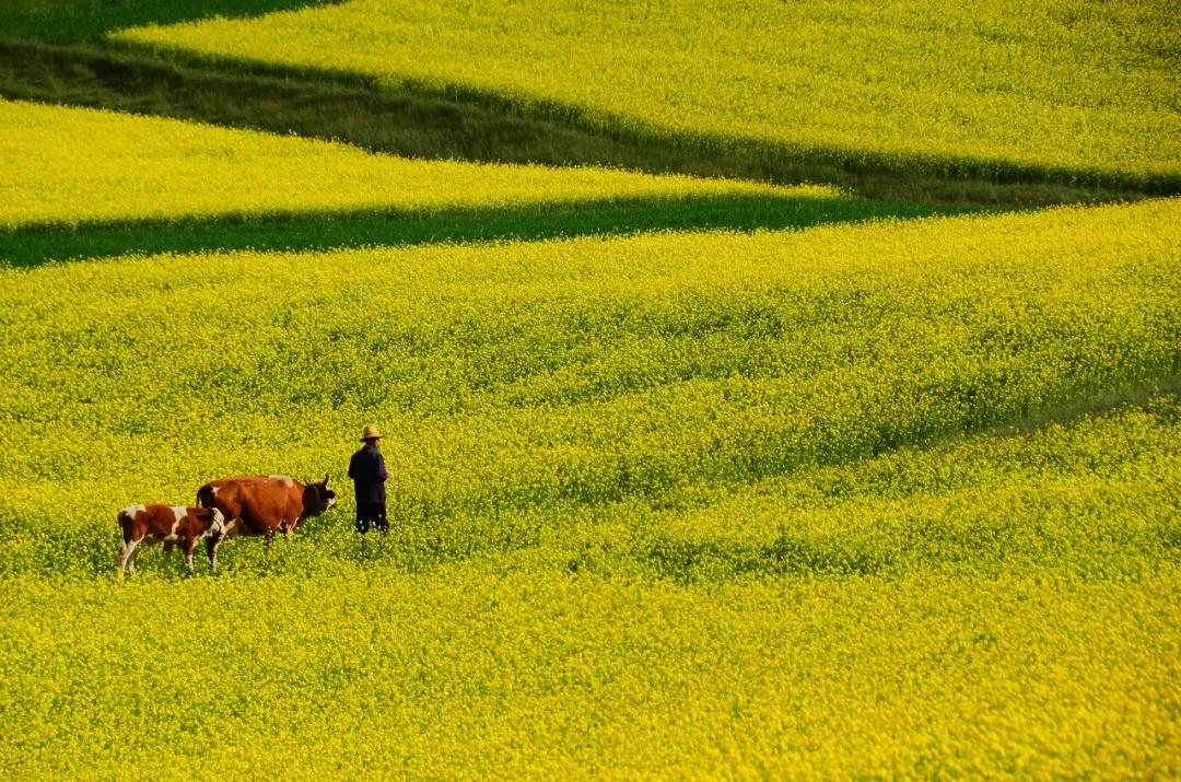 2022年龙头节是什么节日（二月二龙抬头的传说和来历）