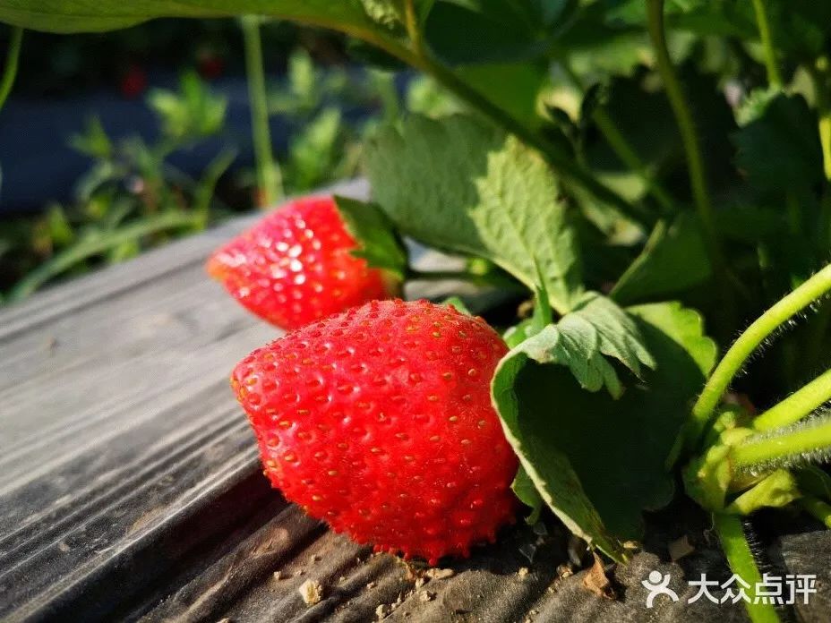 草莓季來了！廣州摘草莓指南出爐！快帶孩子走起