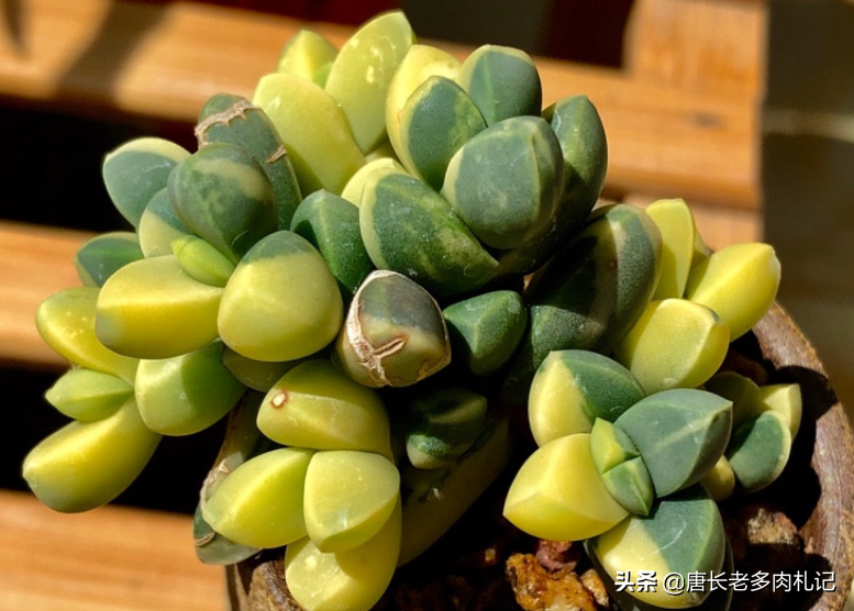 多肉黄金鹿角海棠就是鹿角海棠锦,但假的特别多,分不清就会被坑