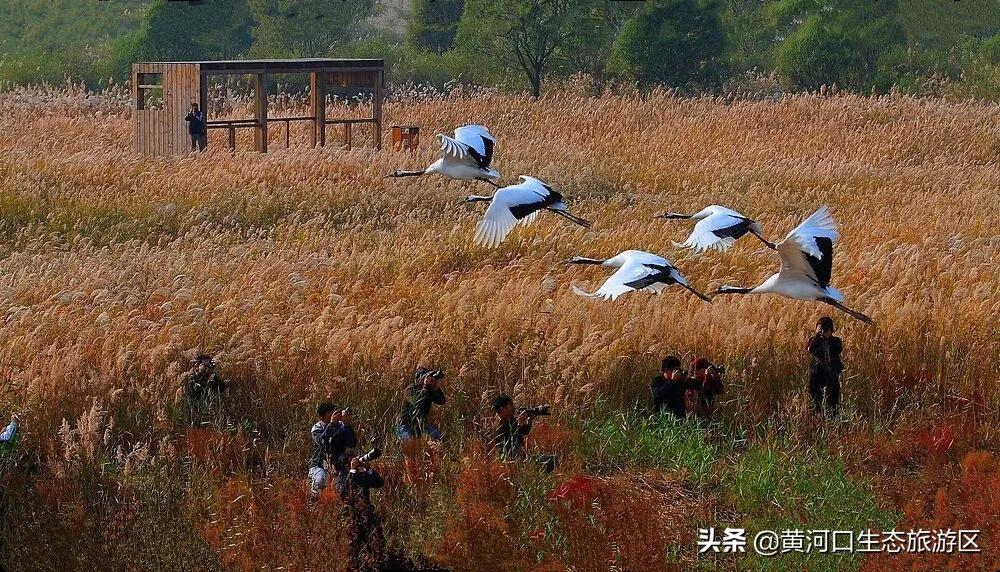 【黄河口生态旅游区】秋思黄河口