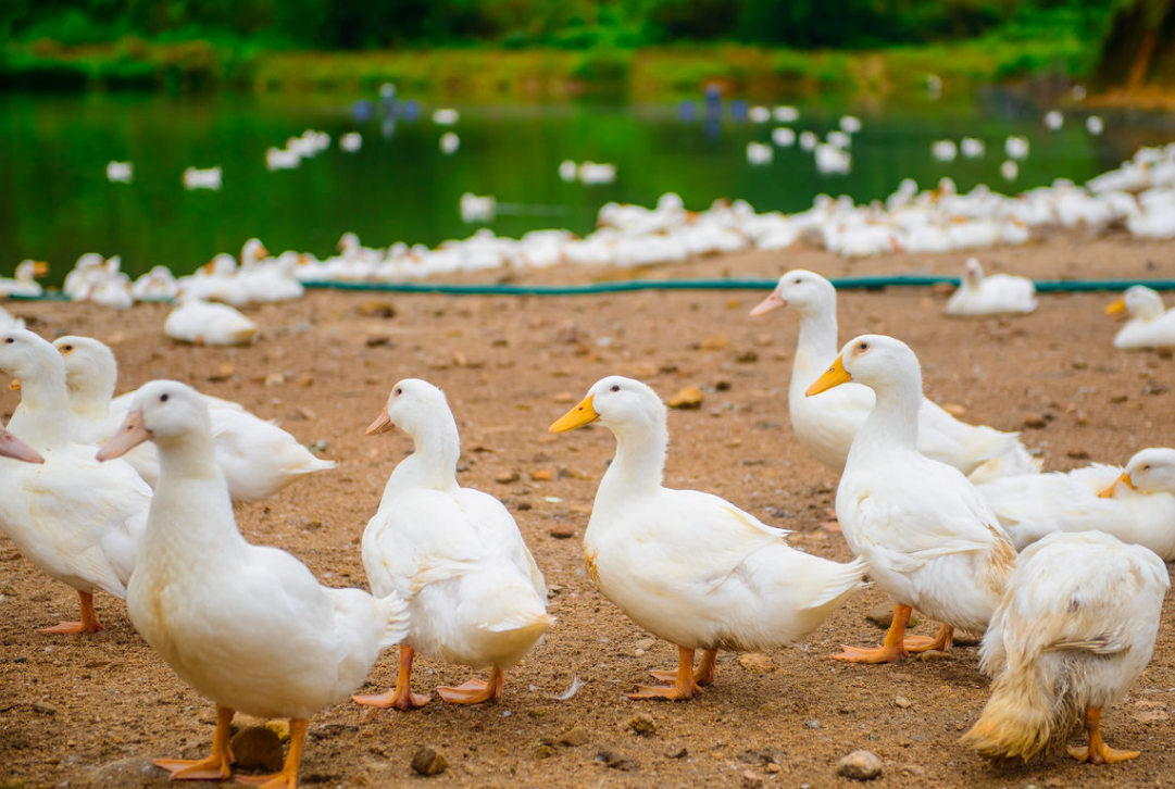 活鸭价格50元一只，烤鸭却只卖18元，加工后还便宜了？内幕已揭晓