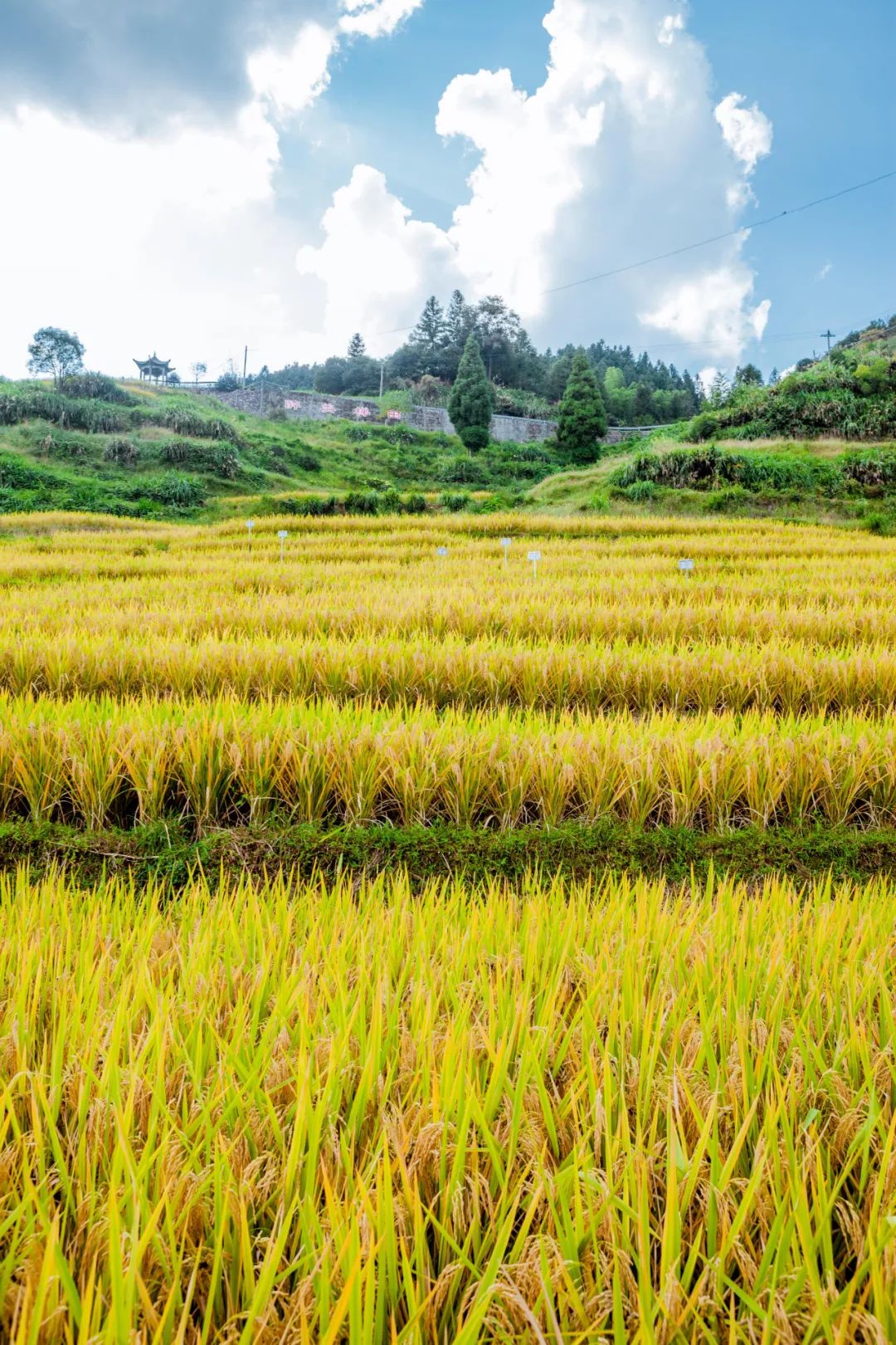 藏在金华深处的绝美梯田,包揽了最撩人的秋日风光,现在出发还来得及!