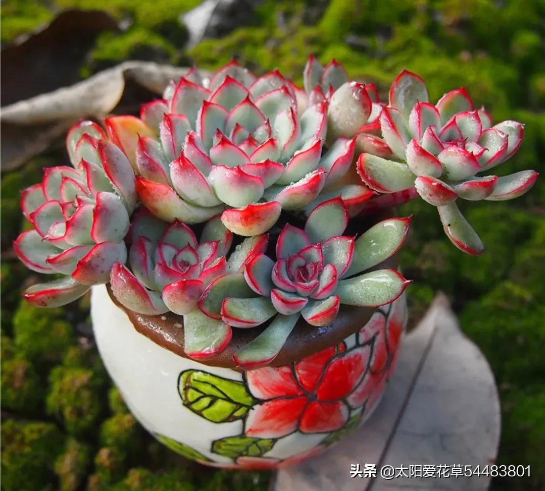 秋天怎么养护多肉荷花?株型肥美又漂亮