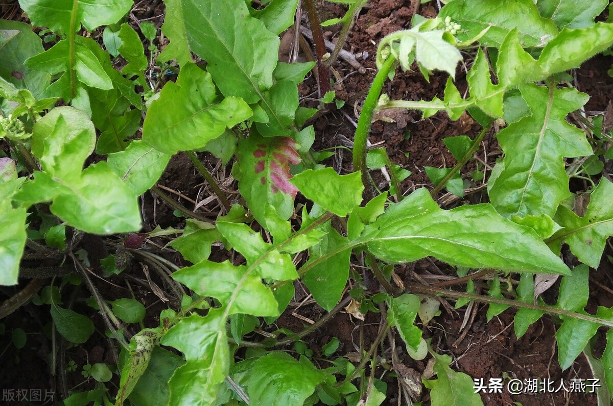 65种野菜图片大全，教你认识不同的野菜和吃法，你想要的野菜都有