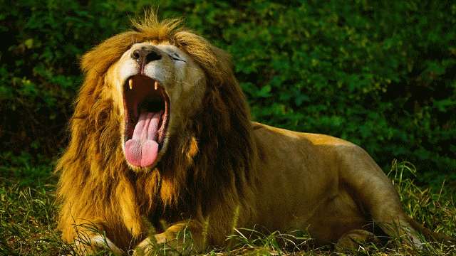 640_360gif 动态图 动图