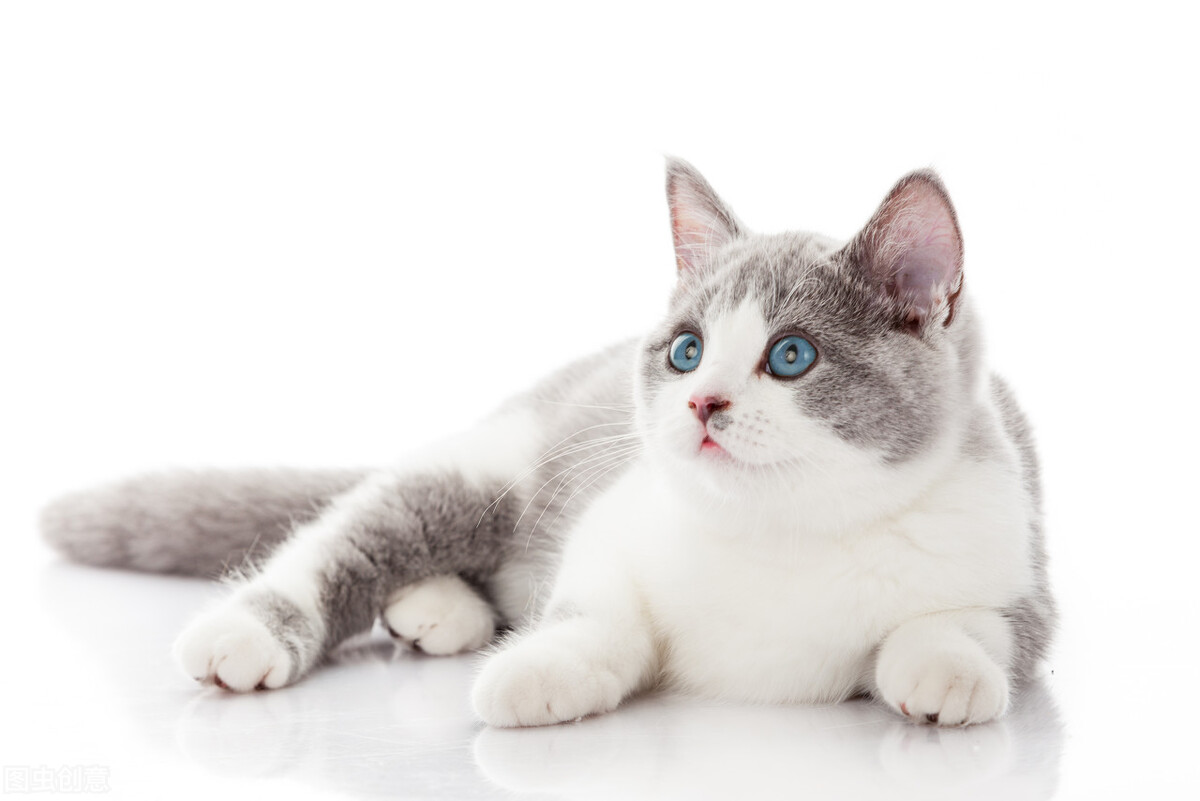 猫传腹是什么病，会传染吗？