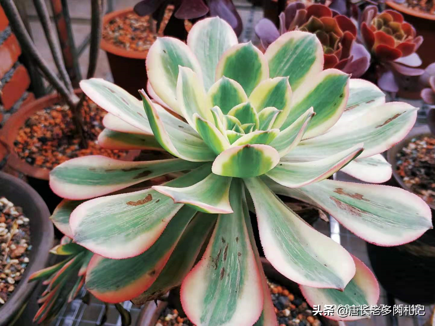 多肉灿烂法师每年夏天叶片都会干枯然后烂掉,究竟该怎么来养啊?