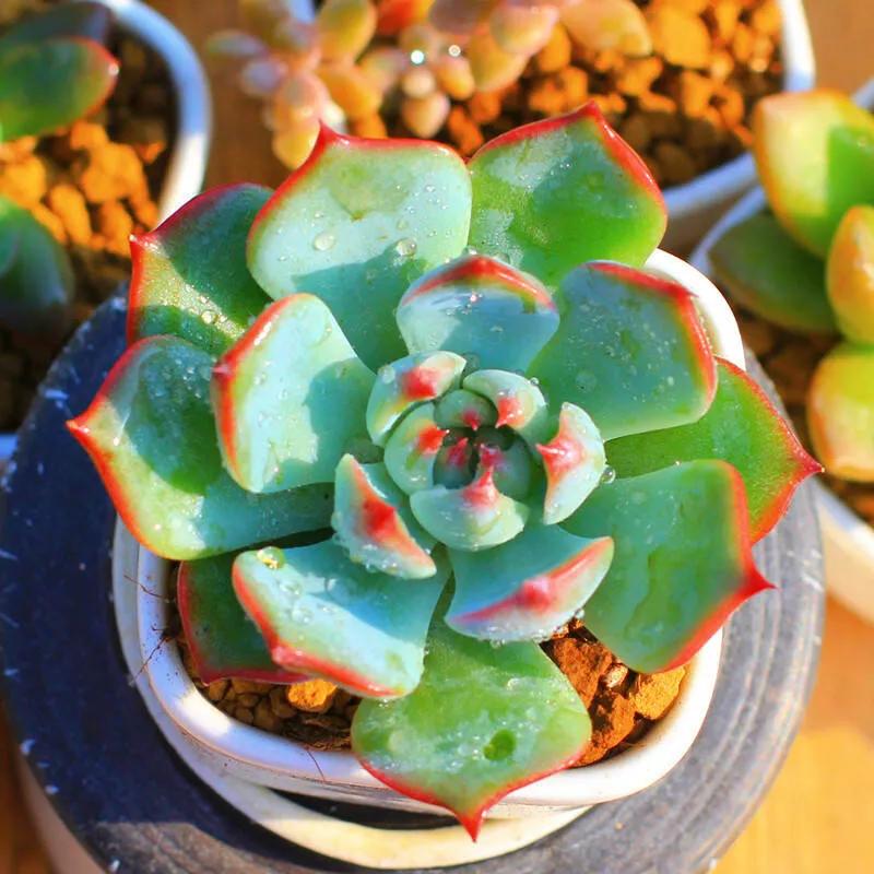 吉莲娃多肉怎么养忌讳什么精心整理