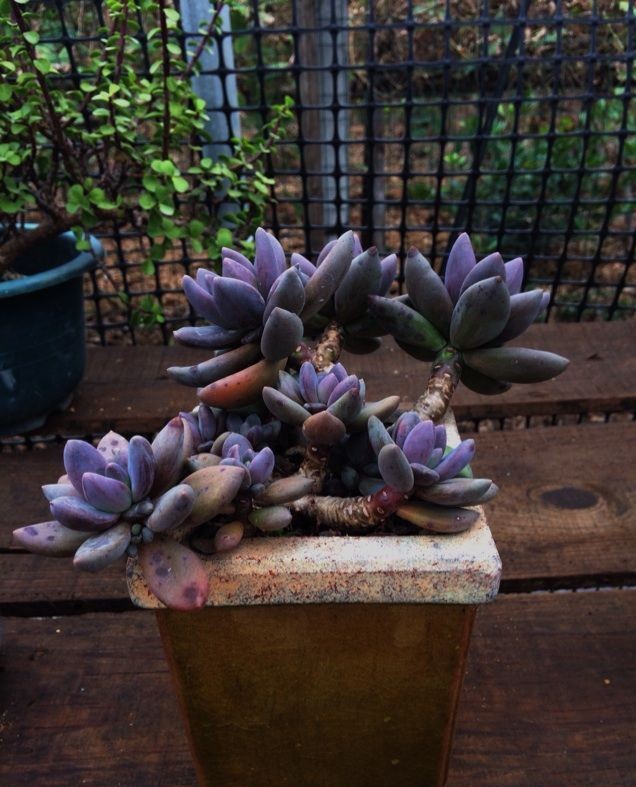 让人看了就‘神魂颠倒’的10种紫色多肉植物,这么养绝对梦幻!
