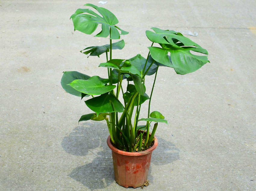北阳台养什么花好?6种习性适合北阳台的植物,推荐给你