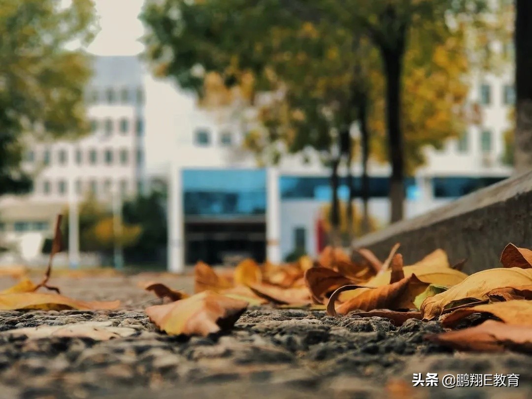拾起一枚秋叶，点亮山东中医药高专的秋