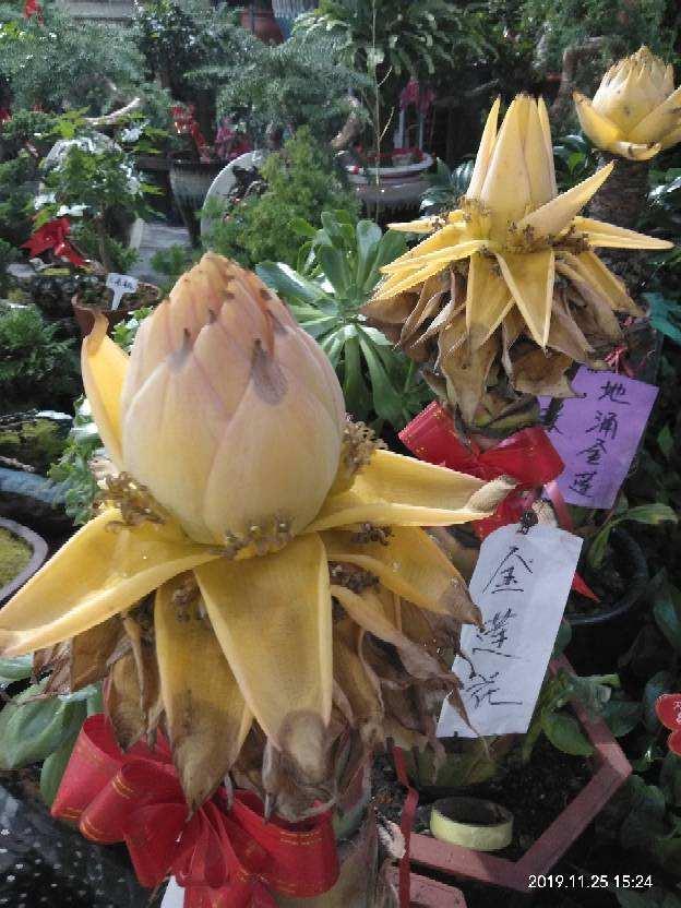 1种花原来是圣花,名叫地涌金莲,通体金黄特有气质