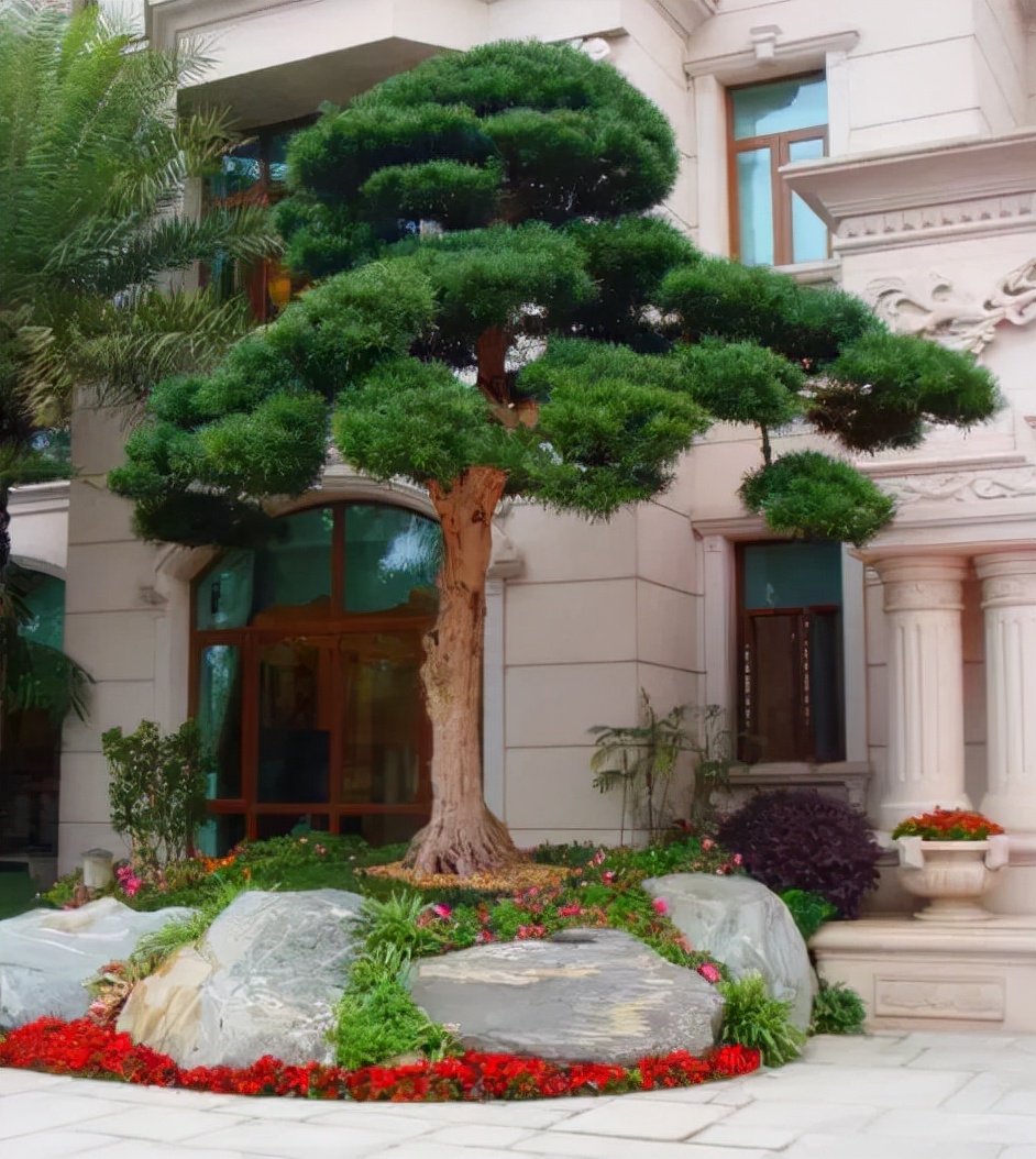 6种“吉祥树”,有地方建议种一棵,能吃能观赏,旺财镇宅样样行