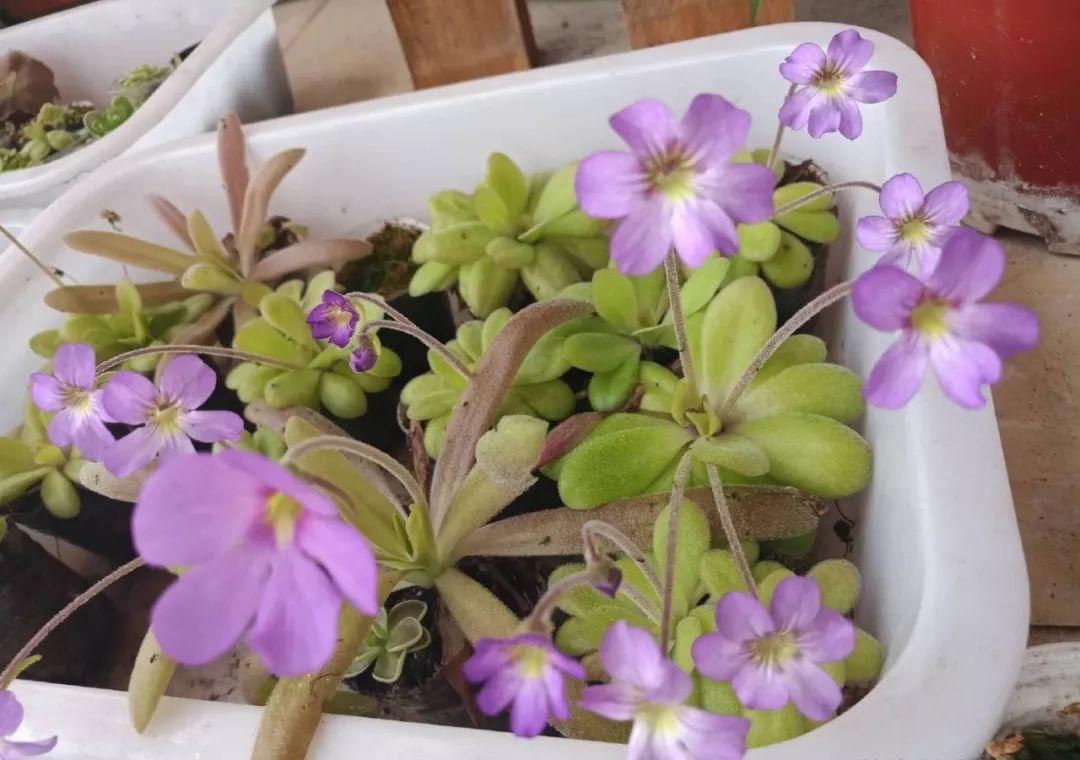 12种吃蚊虫的花，养1盆，虫子全死光