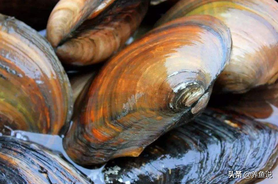 辟谣:河蚌常用来做河流净水辅助,可放鱼缸里能帮忙清澈水质吗?