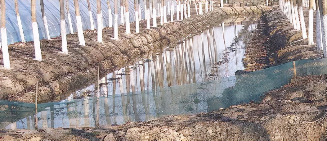 “虾多少，看水草”舒新亚：浅析小龙虾养殖中的水生植物及其作用