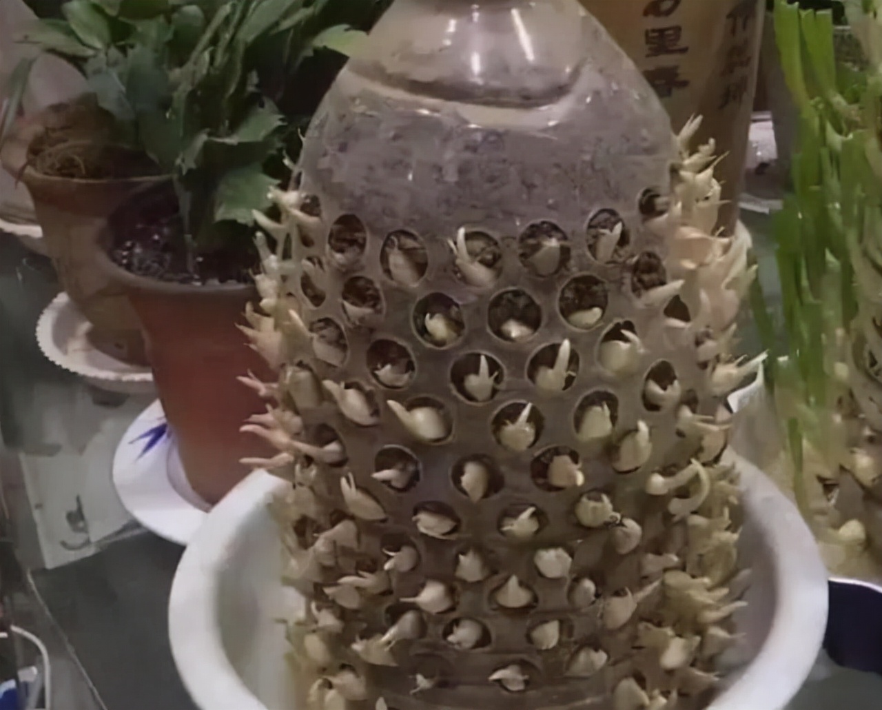 家有“空油桶”别扔掉，1个能养60棵“蒜”，种点菜家人吃得健康