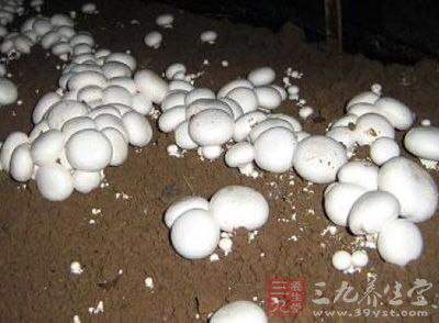 中药材瘤孢地菇