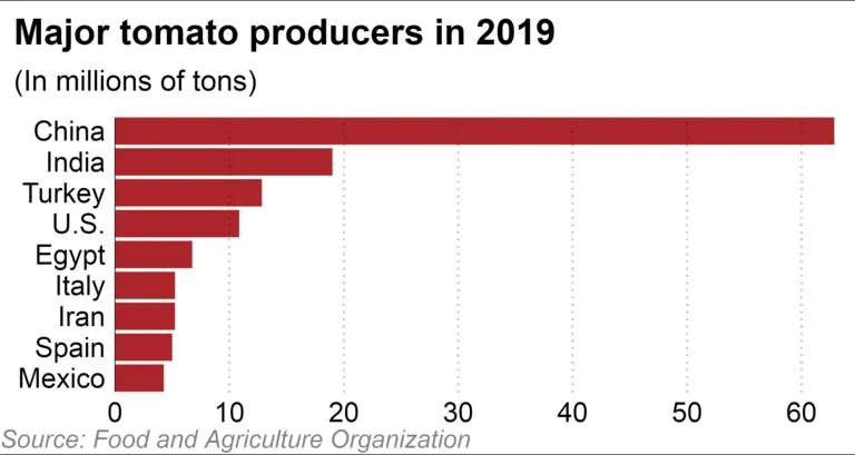 西红柿为什么没有以前好吃了？科研人员历时4年终于发现问题关键
