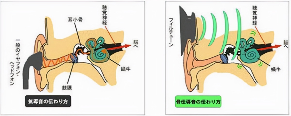 即將聲音轉化為不同頻率的機械振動,通過人的顱骨,骨迷路,內耳淋巴液