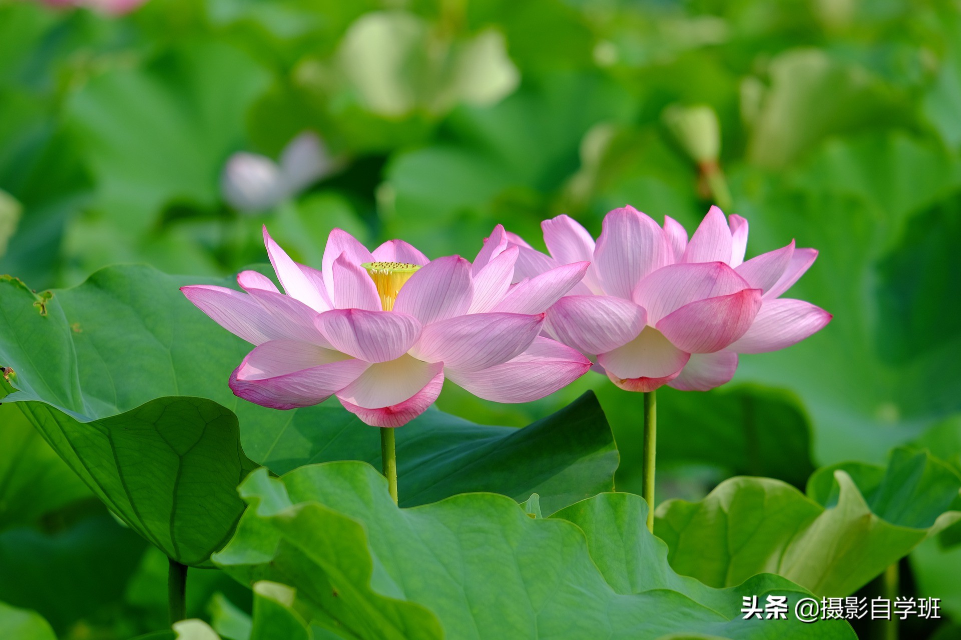 巧摄荷花：十种对比手法展现独特韵味
