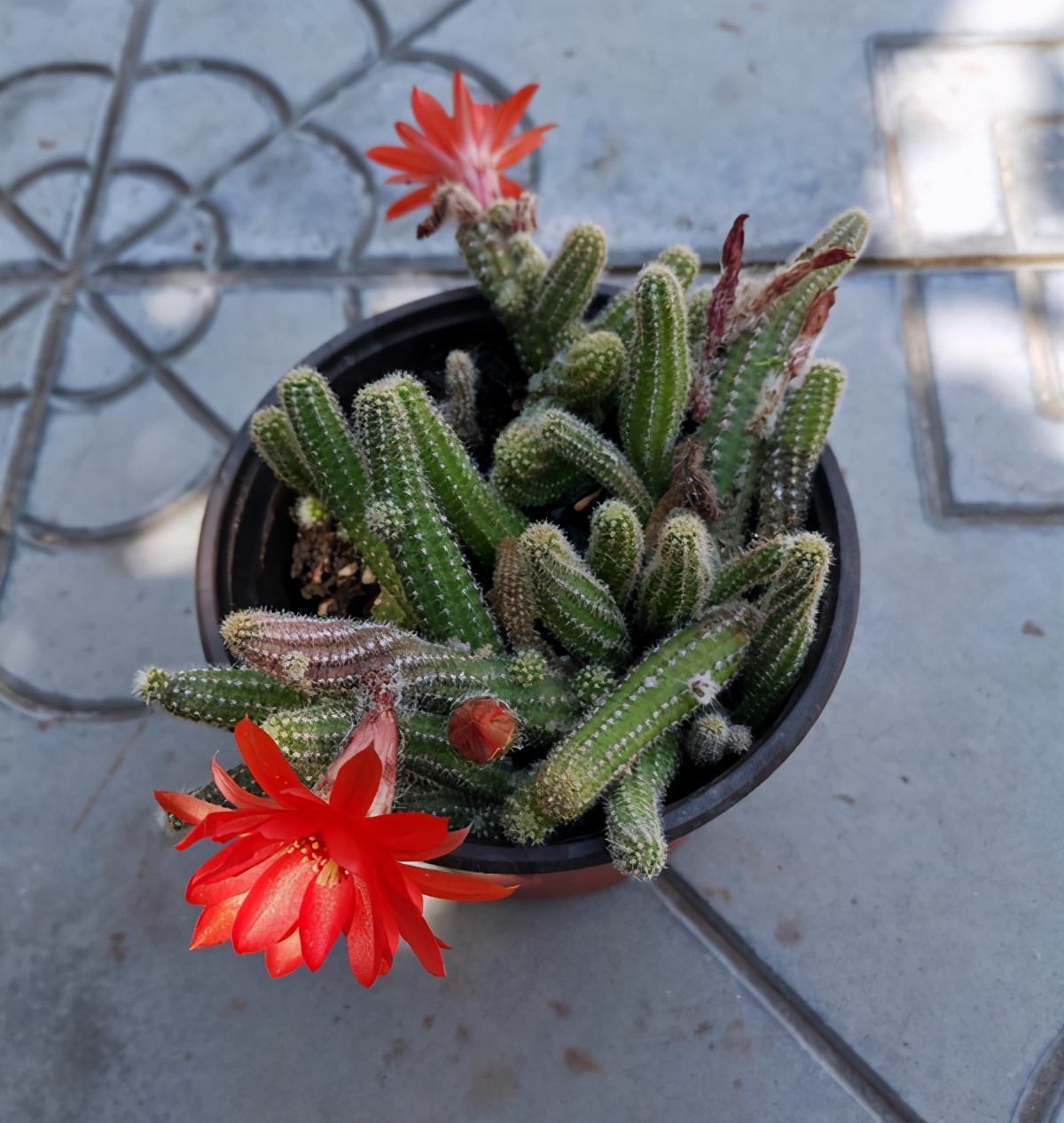 13手指仙人掌怎么养不容易死