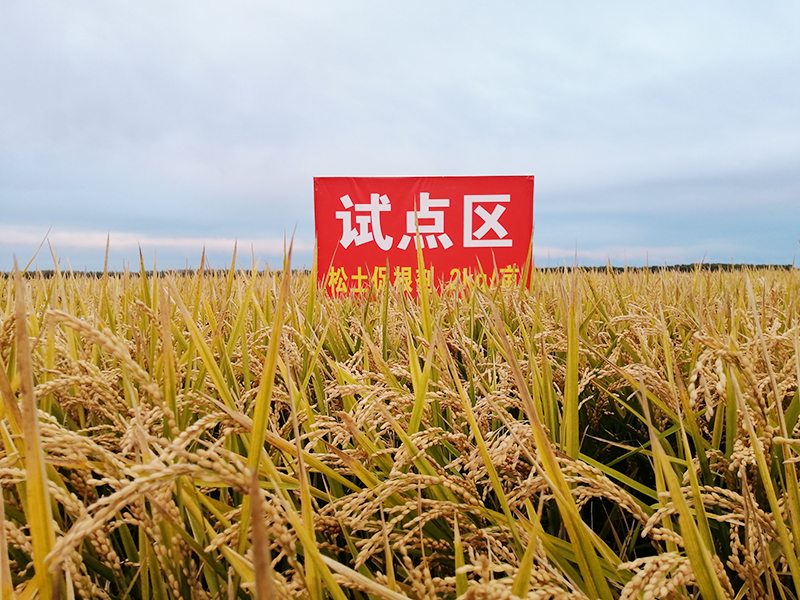 土壤結構性障礙問題，導致作物生長亞健康狀態怎么辦？