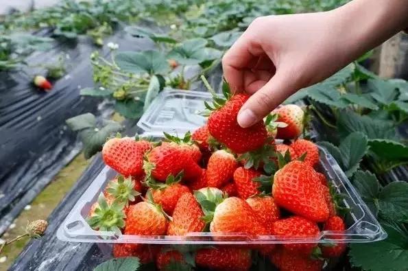 草莓季來了！廣州摘草莓指南出爐！快帶孩子走起