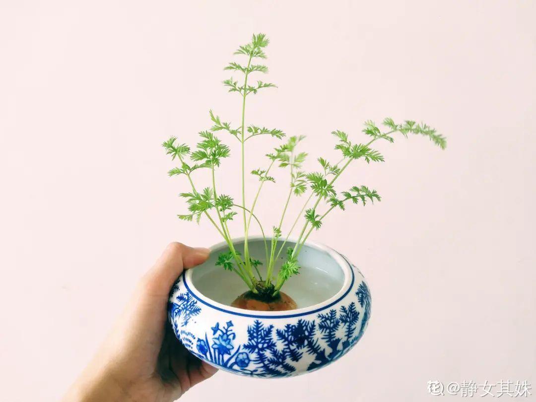 养不活的花,丢水里、干净卫生,3天冒新芽