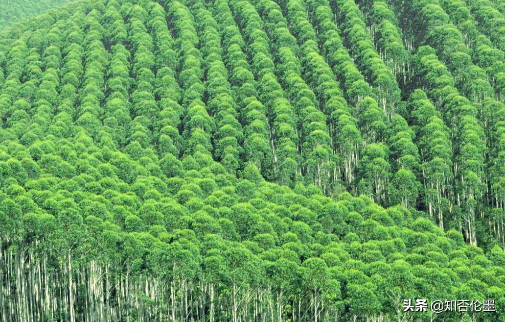 現在在農村，種什麽樹長得快又值錢？這幾種樹，農民朋友別錯過