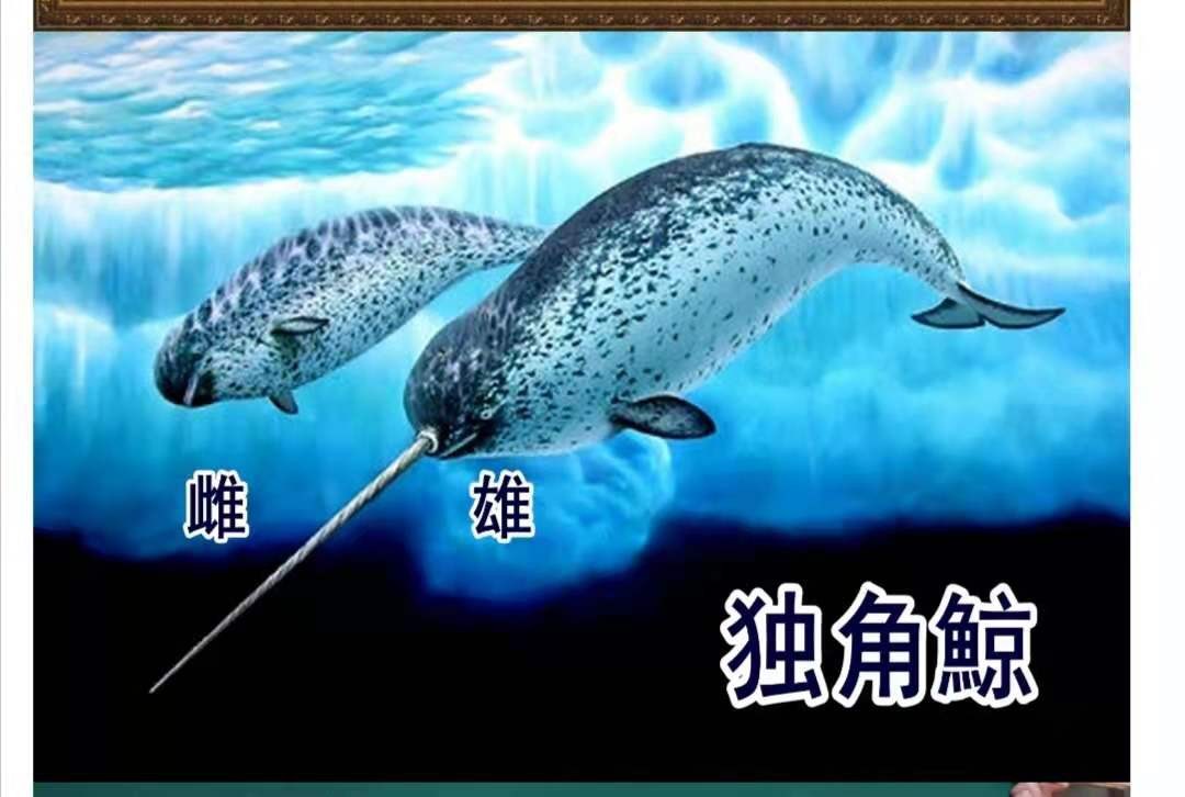 独角鲸：世界上牙齿最硬的动物，它的那根角是干嘛用的？