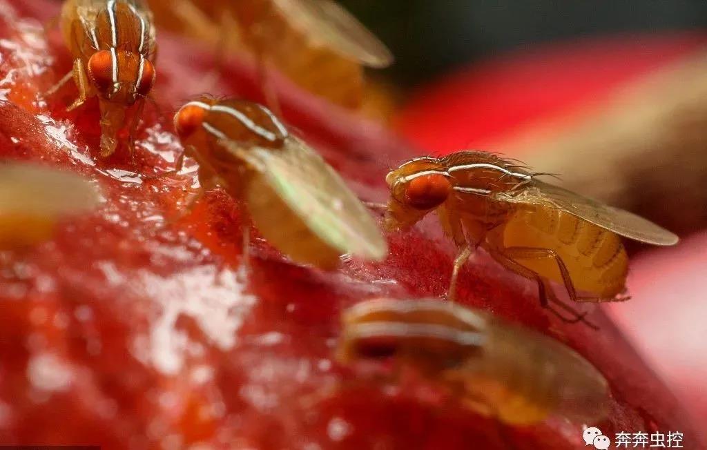 攻占你家厨房厕所的「小飞虫」,到底是什么?