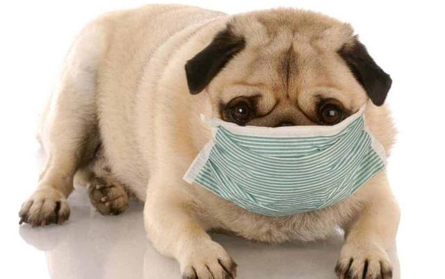 狗狗流鼻涕咳嗽是感冒？有可能是致命的狗瘟！如何区分感冒与狗瘟