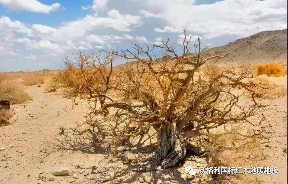 沃格利国标红木大宅地暖地板木材百科全书（三）世界上最硬的木头
